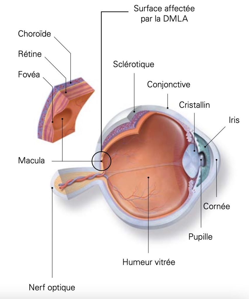 Schéma de l’œil